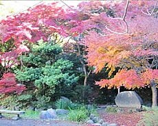 写真：紅葉