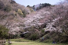 写真：さくら