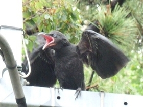 写真:カラスの幼鳥