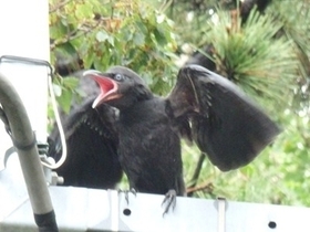 写真：カラスの幼鳥