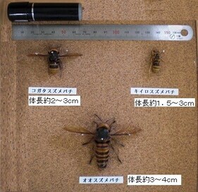 写真：スズメバチの写真