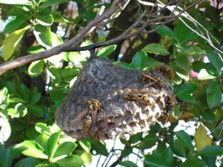 写真：アシナガバチの巣の写真
