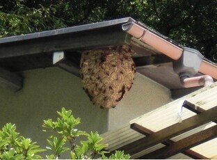 写真：スズメバチの巣2