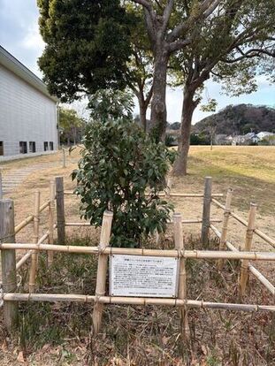 クスノキ(2026年1月21日)