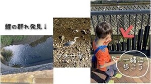写真：鯉の群れを発見