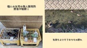 写真：無人野菜直売所とカモの群れ