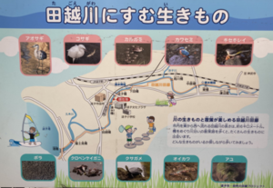 写真：田越川にすむ生きもの