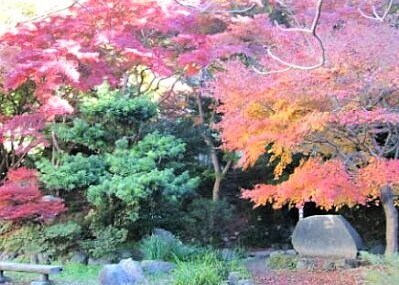 写真：紅葉