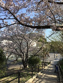 写真：桜