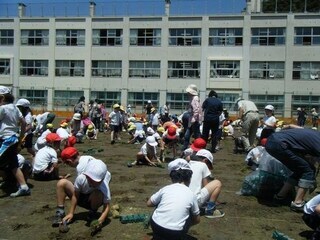 写真：校庭（6月17日）2