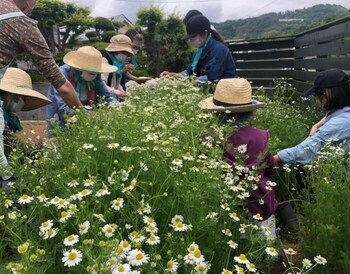 写真：ハーブを採取する人