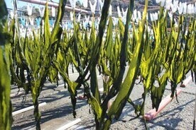 写真：8．小坪産天然わかめ