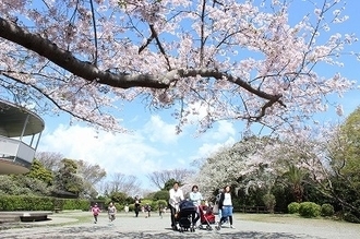 写真：お花見