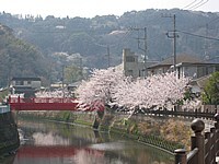 写真：田越川の桜と柳