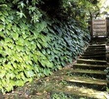 写真：神武寺周辺の岩隙植物群落