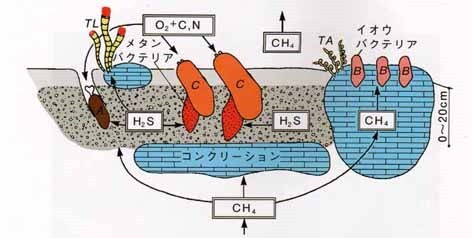 イラスト：シロウリガイの環境適応の説明図