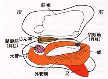 イラスト：シロウリガイの構造図