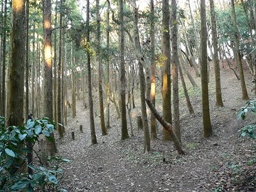 写真:葉山桜山団地西側の山頂 2005年