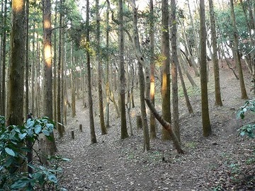 写真：葉山桜山団地西側の山頂　2005年