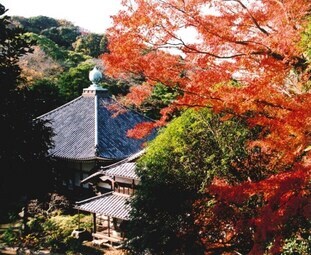 写真：神武寺に秋の実り