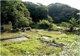 写真：「谷戸の里山」実りの季節を待つ田んぼ