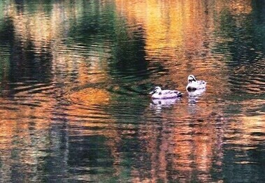 写真：大池の朝風景