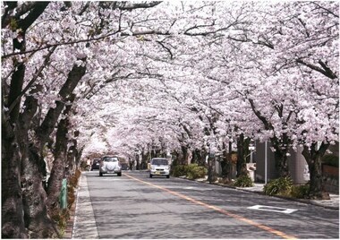 写真：トンネル