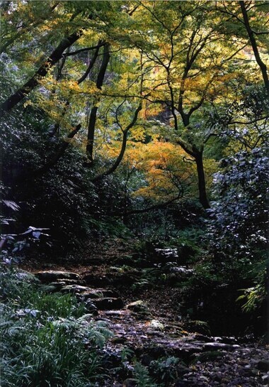 写真：池子参道黄葉樹林