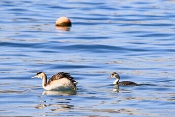 写真：カンムリカイツブリ2