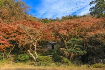 写真：紅葉の様子