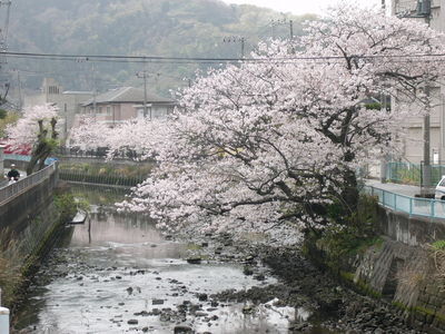 写真：田越川1