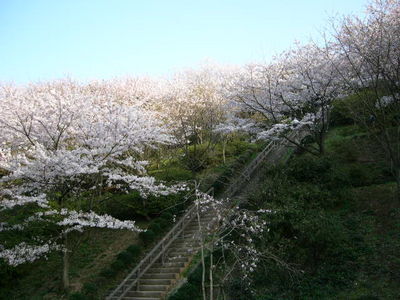 写真：桜山中央公園1