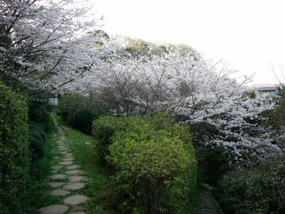 写真：桜山中央公園2