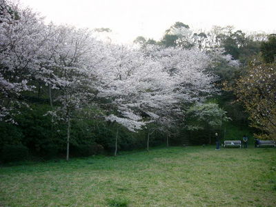 写真：桜山中央公園3