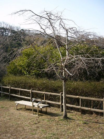 写真：桜山中央公園9