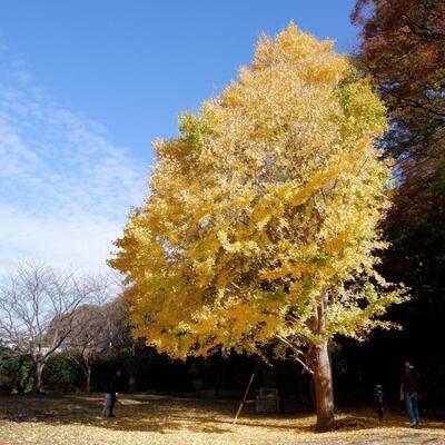 写真：蘆花記念公園の紅葉2