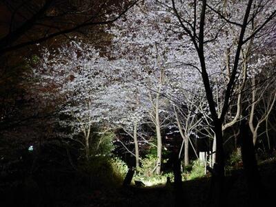 写真：ライトアップさえれた桜の木