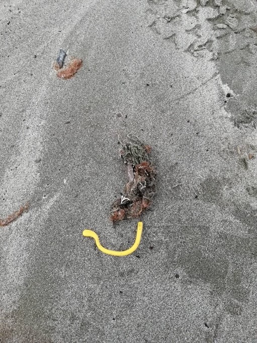海岸に落ちているプラスチックの破片