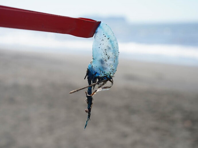 クラゲの仲間の「カツオノエボシ」の写真