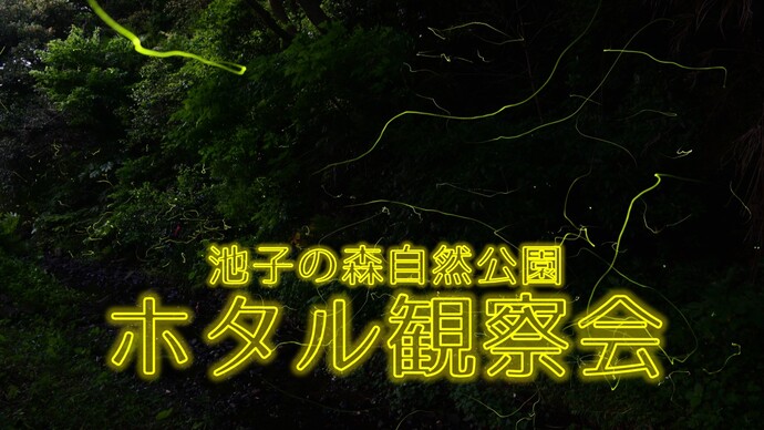 池子の森自然公園　ホタル観察会