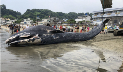 2018年（平成30年）に鎌倉市の海岸に漂着したシロナガスクジラの写真
