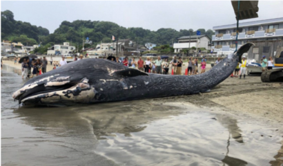 2018年(平成30年)に鎌倉市の海岸に漂着したシロナガスクジラの写真