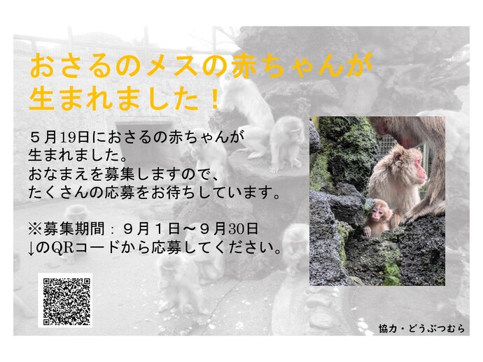 おさるのメスの赤ちゃんが生まれました！