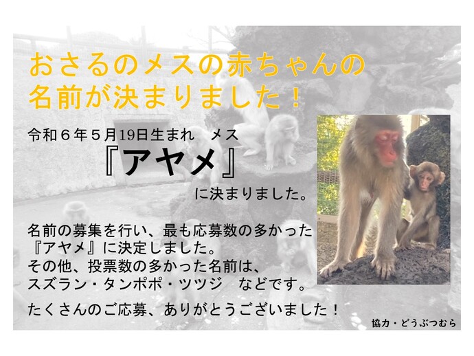 おさるのメスの赤ちゃんの名前が決まりました！