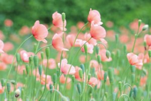 ナガミヒナゲシ写真