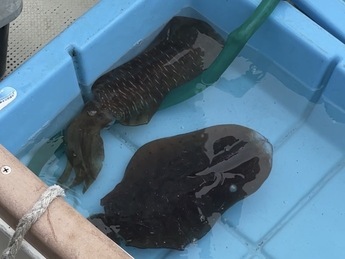 水槽に入ったアオリイカの写真